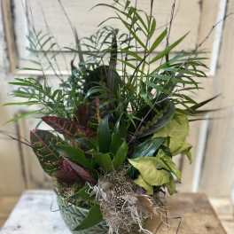 Mixed tropical plants in a glass bowl with a small bird decoration