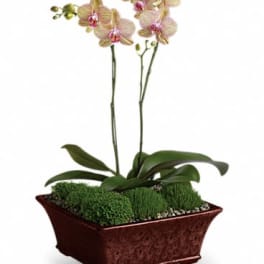 Potted phalaenopsis orchid with pale yellow and pink blooms in a low brown rectangular ceramic planter