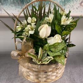 Basket arrangement with white flowers and green foliage, tied with a gold ribbon
