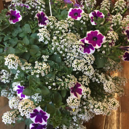 Hanging basket of purple-and-white petunias with clusters of tiny white flowers