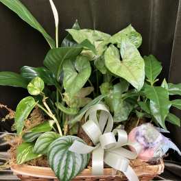 Basket Dishgarden