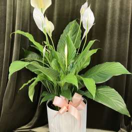 Large Peace Lily Plant
