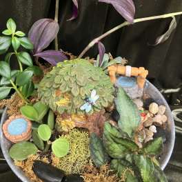 Miniature potted plant garden with assorted foliage and tiny decorative accents