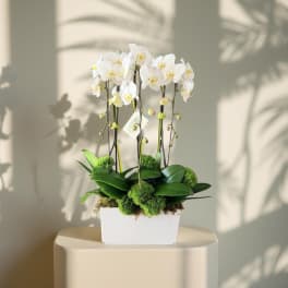 Orchid Elegance