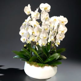White orchids in a white ceramic pot