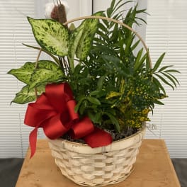 Basket of assorted green houseplants with a red ribbon