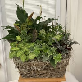 Mixed green houseplants in a woven basket planter