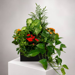 Lush mixed green plant arrangement with small red and orange blooms in a black container