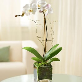 White orchid plant in a square glass vase on a table