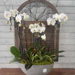 White orchids arranged in a gray bowl planter with mixed foliage