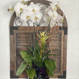 White orchids arranged in a black vase with green foliage.