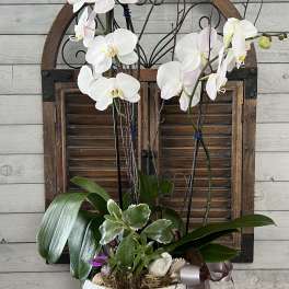 White orchid arrangement in a white ceramic pot with ribbon