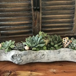 Succulent arrangement in a driftwood planter with seashell accents