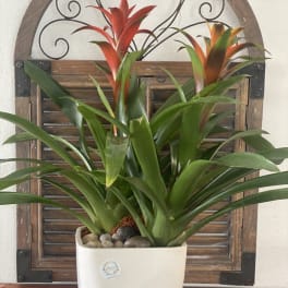 Potted bromeliad plant with red-orange blooms in a white ceramic planter