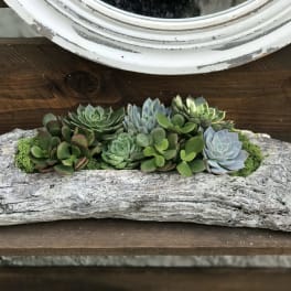 Succulent arrangement in a weathered log planter