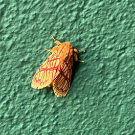 Orange moth resting on a textured green surface
