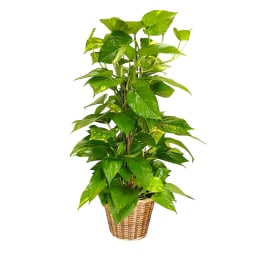 Potted green houseplant in a woven basket planter