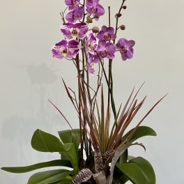 Purple orchids in a gold bowl planter with broad green leaves