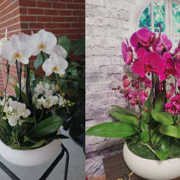 Swan Orchid Garden