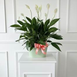 Potted peace lily with white blooms and a pink ribbon