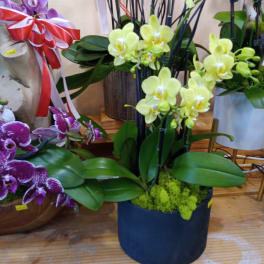 Potted orchids with yellow and purple blooms in decorative containers