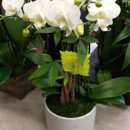 White orchid plant in a white pot with green buds