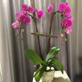 Pink orchid arrangement in a textured pot with decorative sticks