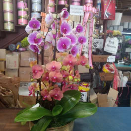 Potted orchid arrangement with pink and purple blooms in a gold container