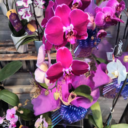 Potted orchids with bright pink and white blooms on display
