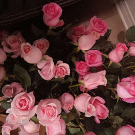 Cluster of pink roses with dark foliage