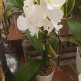 White orchid blooms in a white pot with broad green leaves
