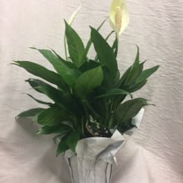 Potted peace lily with white blooms in silver wrap