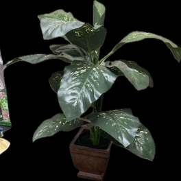 Potted leafy houseplant with large variegated green leaves