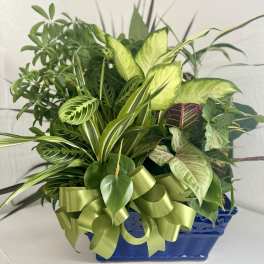 Mixed green houseplants in a blue ceramic planter with a ribbon bow
