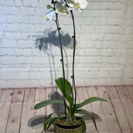 White orchid plant in a decorative pot on a wood stand