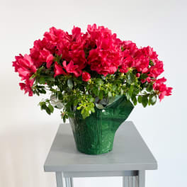 Bright pink flowering plant in a green-wrapped pot