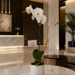 White Whisper Orchid™
