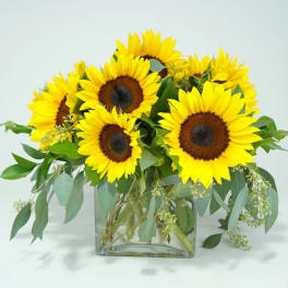Sunflower arrangement in a clear square vase