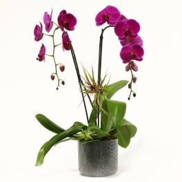 DOUBLE PURPLE WATERFALL ORCHIDS