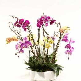 ORCHID FANTASY
