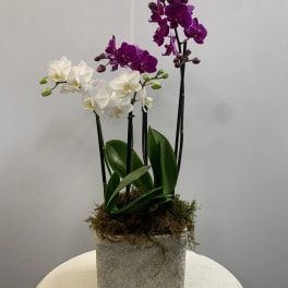 Potted orchids with white and purple blooms in a square stone planter