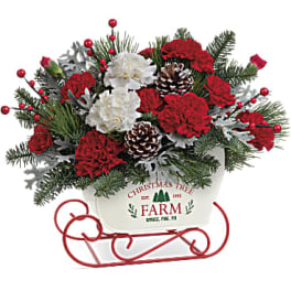 Christmas arrangement with red and white carnations in a sleigh planter