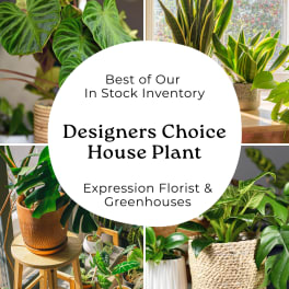 Collage of assorted potted house plants with the text "Designers Choice House Plant".