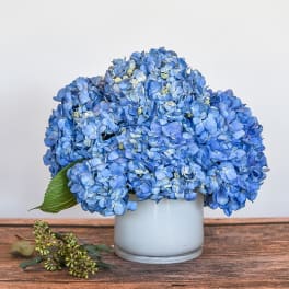 Compact arrangement of blue hydrangeas in a white glass vase on a wooden surface