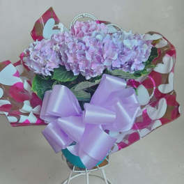 Purple/Blue Hydrangea Plant
