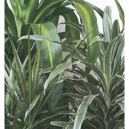 Close-up of variegated green houseplant leaves