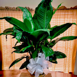 10" Spath