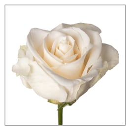 Single ivory rose bloom on a stem against a white background