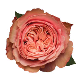 Close-up of a single peach garden rose bloom on a white background