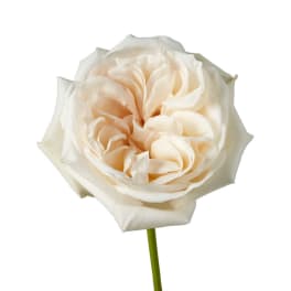 Single cream-colored rose bloom on a stem